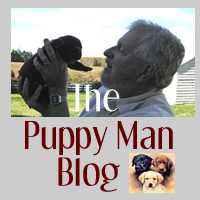 The Puppy Man Blog